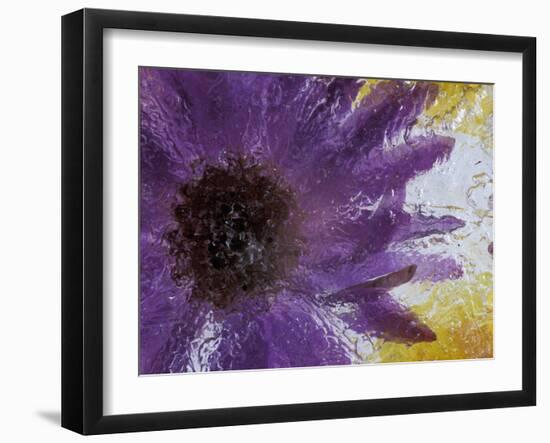 Aster Encased in Ice, Issaquah, Washington, USA,-Darrell Gulin-Framed Photographic Print