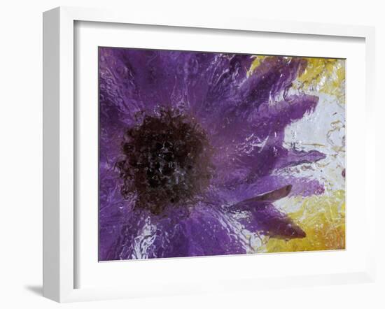 Aster Encased in Ice, Issaquah, Washington, USA,-Darrell Gulin-Framed Photographic Print