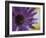 Aster Encased in Ice, Issaquah, Washington, USA,-Darrell Gulin-Framed Photographic Print