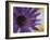 Aster Encased in Ice, Issaquah, Washington, USA,-Darrell Gulin-Framed Photographic Print