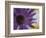 Aster Encased in Ice, Issaquah, Washington, USA,-Darrell Gulin-Framed Photographic Print