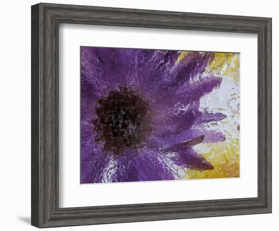 Aster Encased in Ice, Issaquah, Washington, USA,-Darrell Gulin-Framed Photographic Print