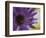 Aster Encased in Ice, Issaquah, Washington, USA,-Darrell Gulin-Framed Photographic Print