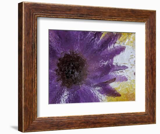 Aster Encased in Ice, Issaquah, Washington, USA,-Darrell Gulin-Framed Photographic Print