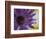 Aster Encased in Ice, Issaquah, Washington, USA,-Darrell Gulin-Framed Photographic Print