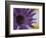 Aster Encased in Ice, Issaquah, Washington, USA,-Darrell Gulin-Framed Photographic Print