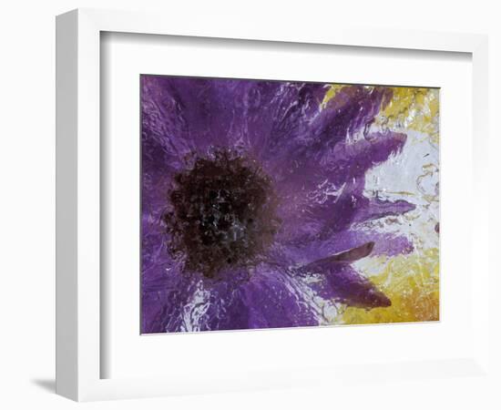 Aster Encased in Ice, Issaquah, Washington, USA,-Darrell Gulin-Framed Photographic Print