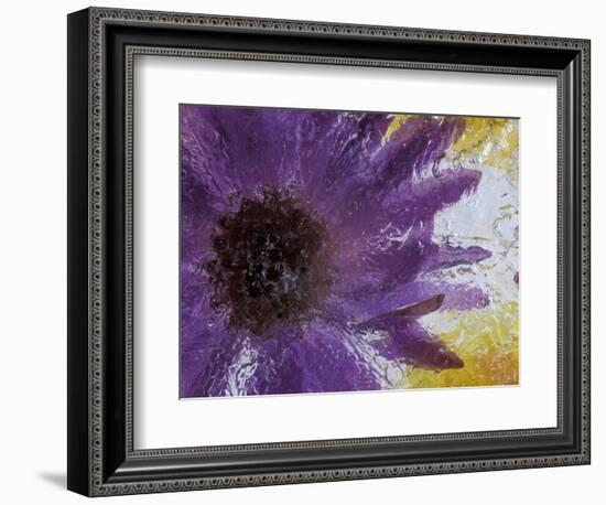 Aster Encased in Ice, Issaquah, Washington, USA,-Darrell Gulin-Framed Photographic Print