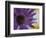 Aster Encased in Ice, Issaquah, Washington, USA,-Darrell Gulin-Framed Photographic Print