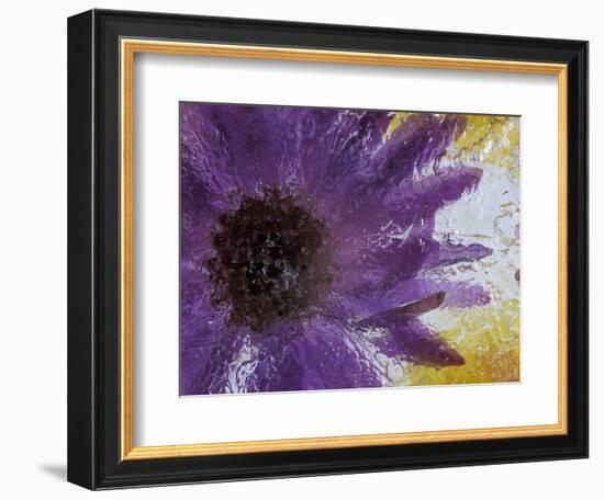 Aster Encased in Ice, Issaquah, Washington, USA,-Darrell Gulin-Framed Photographic Print