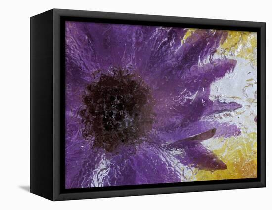 Aster Encased in Ice, Issaquah, Washington, USA,-Darrell Gulin-Framed Premier Image Canvas