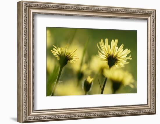 Aster flowers, Vosges, France-Fabrice Cahez-Framed Photographic Print