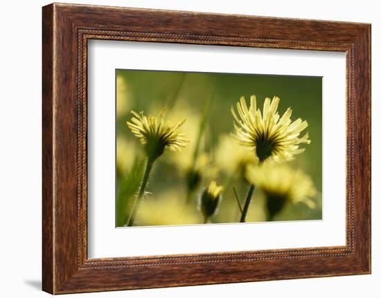 Aster flowers, Vosges, France-Fabrice Cahez-Framed Photographic Print