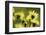 Aster flowers, Vosges, France-Fabrice Cahez-Framed Photographic Print