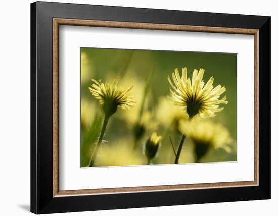 Aster flowers, Vosges, France-Fabrice Cahez-Framed Photographic Print
