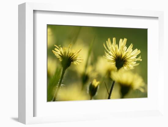 Aster flowers, Vosges, France-Fabrice Cahez-Framed Photographic Print