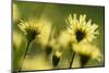 Aster flowers, Vosges, France-Fabrice Cahez-Mounted Photographic Print