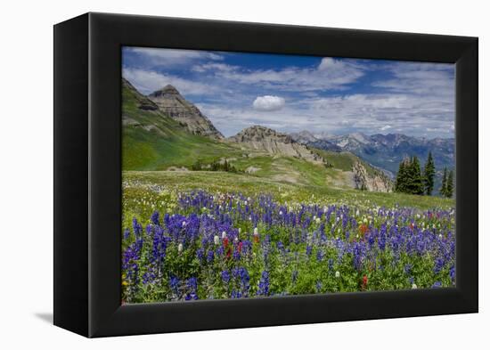 Aster, Lupine, Bistort, Indian Paintbrush, Mt Timpanogos, Utah-Howie Garber-Framed Premier Image Canvas