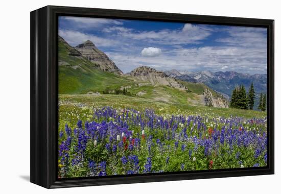 Aster, Lupine, Bistort, Indian Paintbrush, Mt Timpanogos, Utah-Howie Garber-Framed Premier Image Canvas