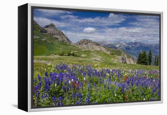 Aster, Lupine, Bistort, Indian Paintbrush, Mt Timpanogos, Utah-Howie Garber-Framed Premier Image Canvas