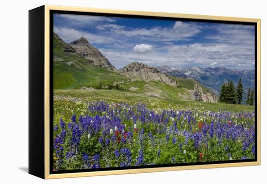 Aster, Lupine, Bistort, Indian Paintbrush, Mt Timpanogos, Utah-Howie Garber-Framed Premier Image Canvas