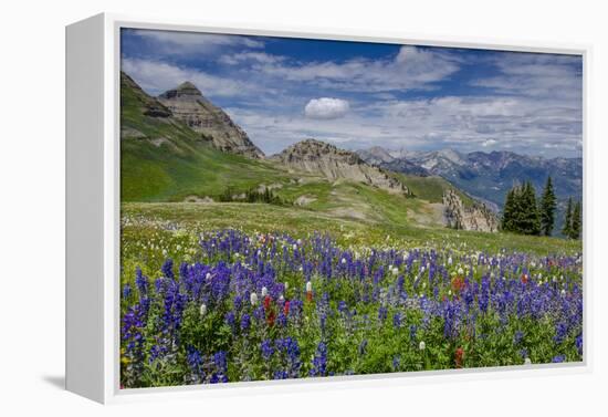 Aster, Lupine, Bistort, Indian Paintbrush, Mt Timpanogos, Utah-Howie Garber-Framed Premier Image Canvas