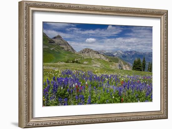 Aster, Lupine, Bistort, Indian Paintbrush, Mt Timpanogos, Utah-Howie Garber-Framed Photographic Print