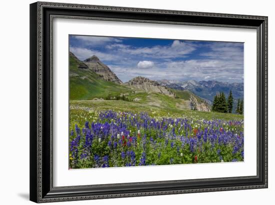 Aster, Lupine, Bistort, Indian Paintbrush, Mt Timpanogos, Utah-Howie Garber-Framed Photographic Print