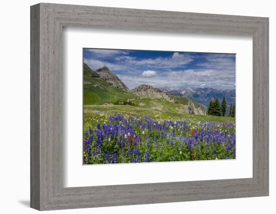 Aster, Lupine, Bistort, Indian Paintbrush, Mt Timpanogos, Utah-Howie Garber-Framed Photographic Print