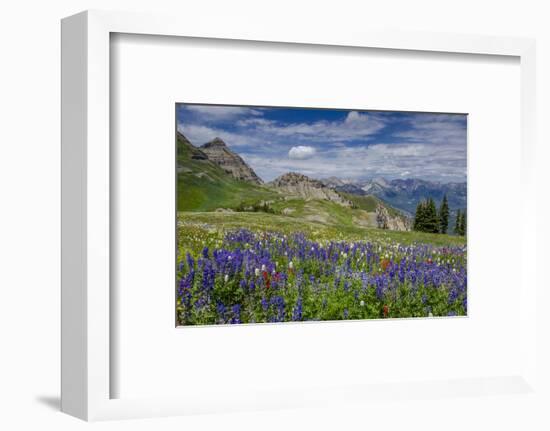 Aster, Lupine, Bistort, Indian Paintbrush, Mt Timpanogos, Utah-Howie Garber-Framed Photographic Print