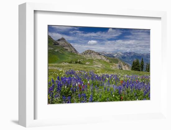 Aster, Lupine, Bistort, Indian Paintbrush, Mt Timpanogos, Utah-Howie Garber-Framed Photographic Print