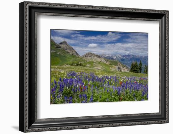 Aster, Lupine, Bistort, Indian Paintbrush, Mt Timpanogos, Utah-Howie Garber-Framed Photographic Print