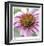 Aster-Ken Bremer-Framed Limited Edition