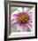 Aster-Ken Bremer-Framed Limited Edition