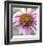 Aster-Ken Bremer-Framed Limited Edition