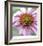 Aster-Ken Bremer-Framed Limited Edition