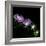 Aster-Magda Indigo-Framed Photographic Print