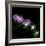 Aster-Magda Indigo-Framed Photographic Print