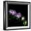 Aster-Magda Indigo-Framed Photographic Print