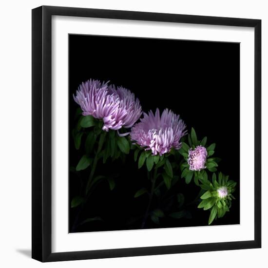 Aster-Magda Indigo-Framed Photographic Print