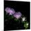 Aster-Magda Indigo-Mounted Photographic Print