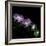 Aster-Magda Indigo-Framed Photographic Print