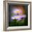 Aster-Ursula Abresch-Framed Photographic Print