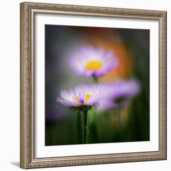 Aster-Ursula Abresch-Framed Photographic Print