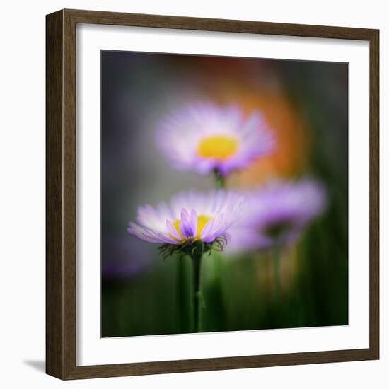 Aster-Ursula Abresch-Framed Photographic Print