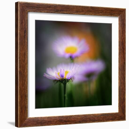 Aster-Ursula Abresch-Framed Photographic Print