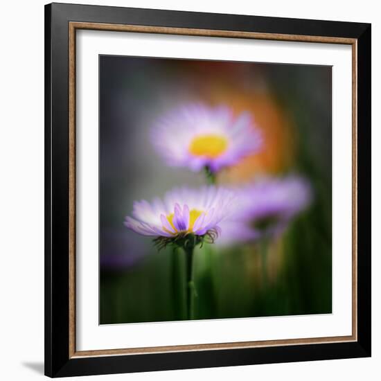 Aster-Ursula Abresch-Framed Photographic Print