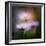 Aster-Ursula Abresch-Framed Photographic Print