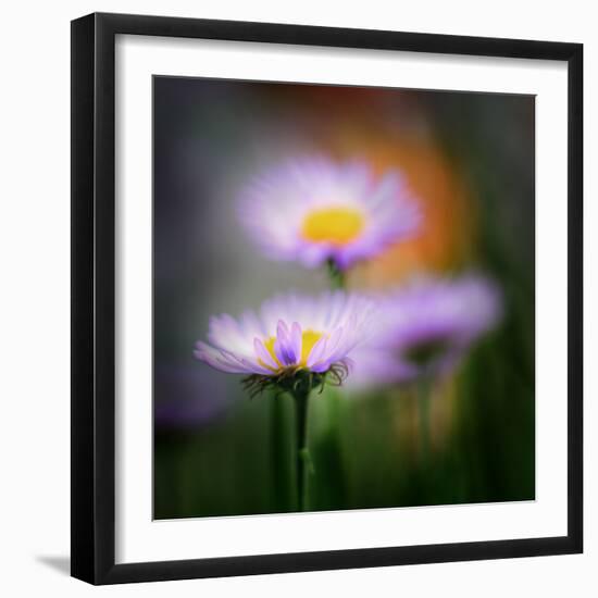 Aster-Ursula Abresch-Framed Photographic Print