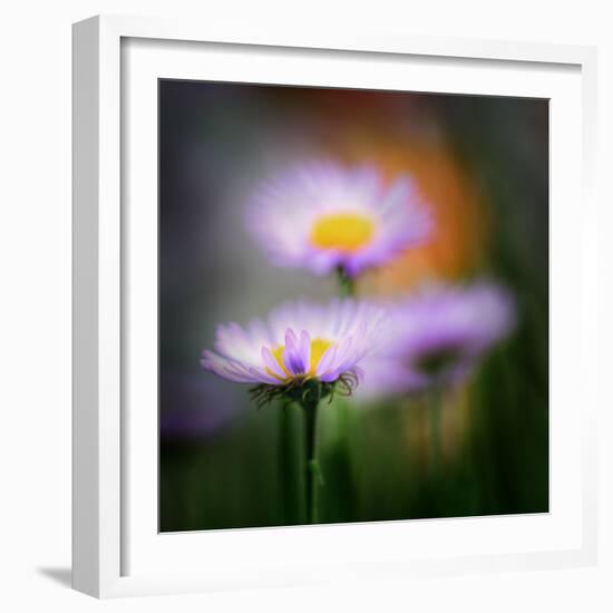 Aster-Ursula Abresch-Framed Photographic Print